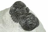 Bargain, Austerops Trilobite - Ofaten, Morocco #287586-4